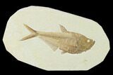 Fossil Fish (Diplomystus) - Green River Formation #137977-1